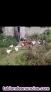 Fotos del anuncio: Vendo gallinas