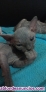Fotos del anuncio: Gatos sin pelo