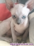 Fotos del anuncio: Gatos sin pelo