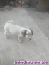 Fotos del anuncio: Se vende setter ingls dos meses