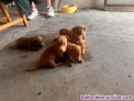 Fotos del anuncio: Regalo cachorros 