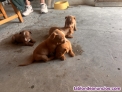 Fotos del anuncio: Regalo cachorros 