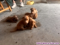 Fotos del anuncio: Regalo cachorros 