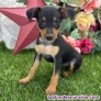 Fotos del anuncio: Regalo - Miniatura Pinscher Cachorros +34 613655850
