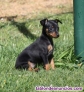Fotos del anuncio: Regalo - Miniatura Pinscher Cachorros +34 613655850