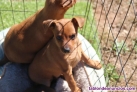 Fotos del anuncio: Regalo - Miniatura Pinscher Cachorros +34 613655850