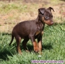 Fotos del anuncio: Regalo - Miniatura Pinscher Cachorros +34 613655850