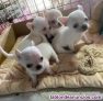 Fotos del anuncio: Regalo precicio cachorros chihuahua whatsapp(+34 632 25 19 18)