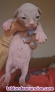 Fotos del anuncio: Gatitos Sphynx / esfinge / egipcio / gatos sin pelo