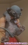 Fotos del anuncio: Gatitos Sphynx / esfinge / egipcio / gatos sin pelo