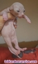 Fotos del anuncio: Gatitos Sphynx / esfinge / egipcio / gatos sin pelo