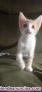 Fotos del anuncio: Gatos en adopcin