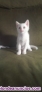 Fotos del anuncio: Gatos en adopcin