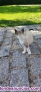 Regalo gatito que busca una familia.