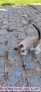 Fotos del anuncio: Regalo gatito que busca una familia.
