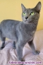 Busco macho azul ruso para mona
