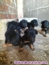 Fotos del anuncio: Cedo cachorros de Jagd Terrier