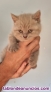 Fotos del anuncio: Gatita British shorthair