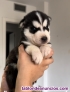 Fotos del anuncio: Cachorros husky