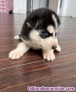 Fotos del anuncio: Cachorros husky