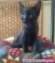 Fotos del anuncio: Gato adopcin 
