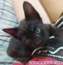 Fotos del anuncio: Gato adopcin 