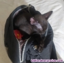 Fotos del anuncio: Gato adopcin 