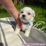 Fotos del anuncio: Regalo Cachorros Bichn Malts +34 611 244 247