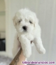 Fotos del anuncio: Regalo Cachorros Bichn Malts +34 611 244 247