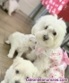 Fotos del anuncio: Regalo Cachorros Bichn Malts +34 611 244 247