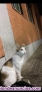 Fotos del anuncio: Encontrada gatita aproximadamente un ao de fa en adopcin 