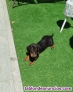 Fotos del anuncio: Teckel pelo corto cachorros
