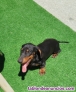 Fotos del anuncio: Teckel pelo corto cachorros