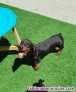 Fotos del anuncio: Teckel pelo corto cachorros