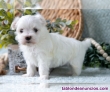 Regalo Hermosos cachorros en miniatura Bichon Maltes, +34 613 33 5959
