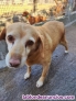 Fotos del anuncio: Se venden perros de caza
