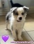 Fotos del anuncio: Regalo Cachorros Border Collie whatsapp (+34 632 00 46 59)