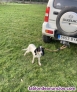 Fotos del anuncio: Cachorros de sabueso suizo de berna