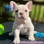 Fotos del anuncio: Regalo Mini Francs Bulldog Cachorros +34 613 82 00 02