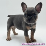 Fotos del anuncio: Regalo Mini Francs Bulldog Cachorros +34 613 82 00 02