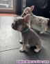 Fotos del anuncio: Regalo Mini Francs Bulldog Cachorros +34 613 82 00 02