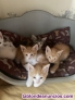 Fotos del anuncio: Regalo gatitos