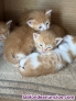 Fotos del anuncio: Regalo gatitos