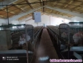 Fotos del anuncio: Vendo granja de conejos en produccin con vivienda