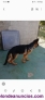 Fotos del anuncio: Disponible cachorro de pastor aleman  MAHO 5 meses
