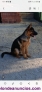 Fotos del anuncio: Disponible cachorro de pastor aleman  MAHO 5 meses