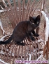 Fotos del anuncio: Gatito negro busca nuevo hogar