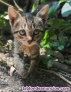 Fotos del anuncio: Gatitos abandonados buscan hogar