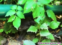 Fotos del anuncio: Gatitos abandonados buscan hogar