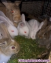 Conejos